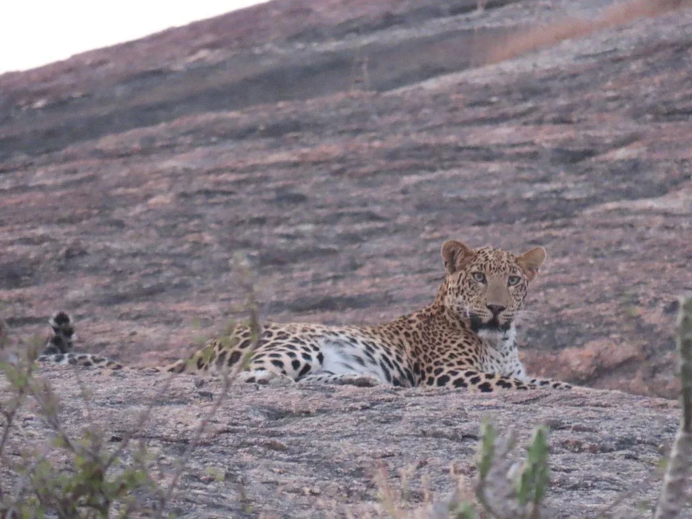 Sunrise & Sunset leopard Safari Combo