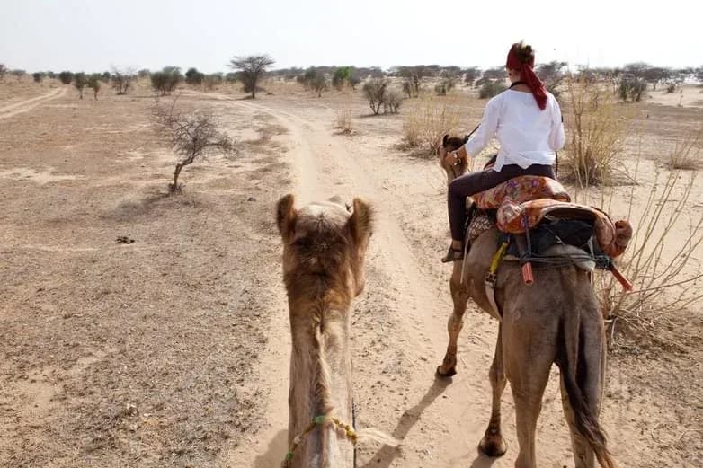 Camel Riding in jawai