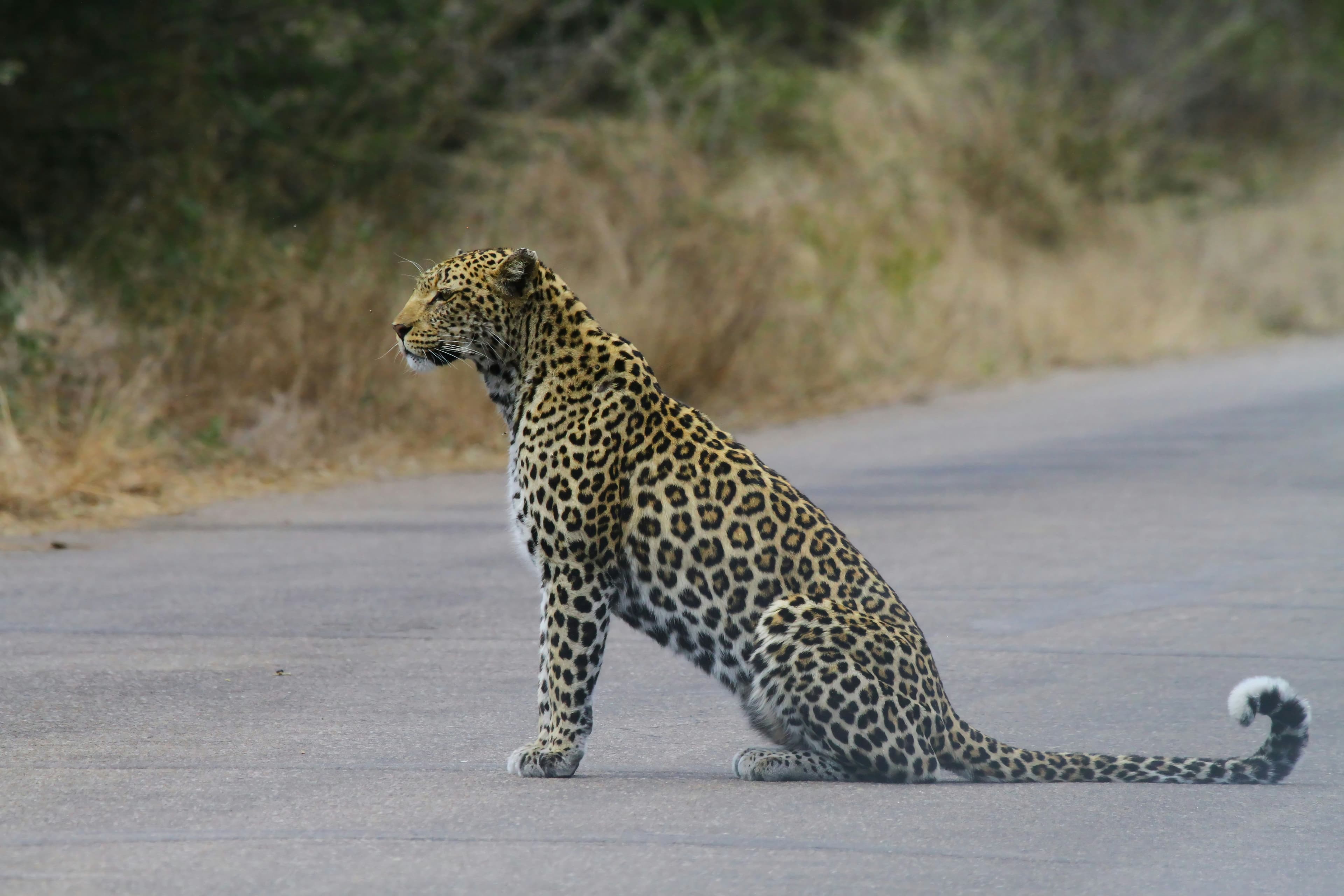 Private Full Day Jawai Safari