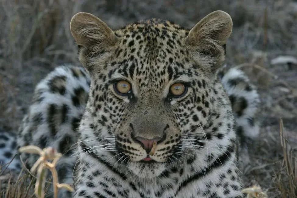 WildLife Photography