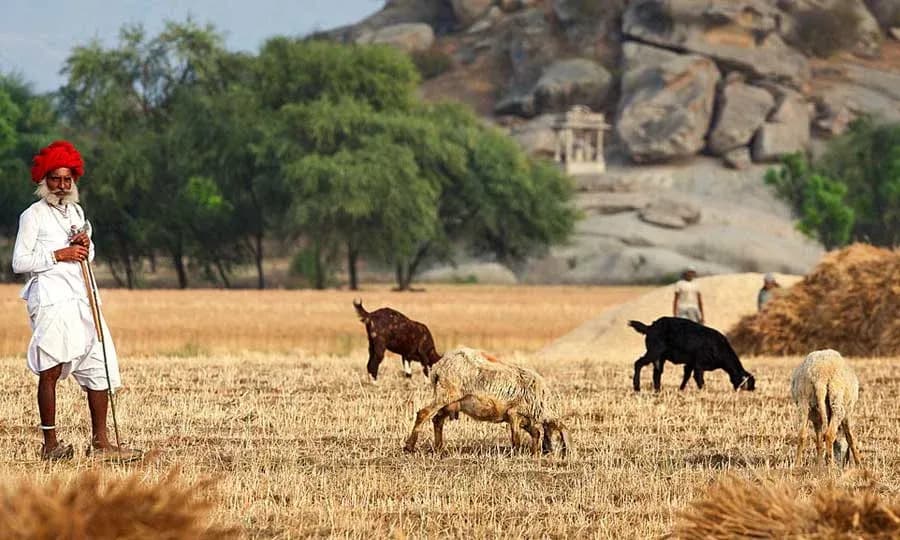 Jawai Village Safari