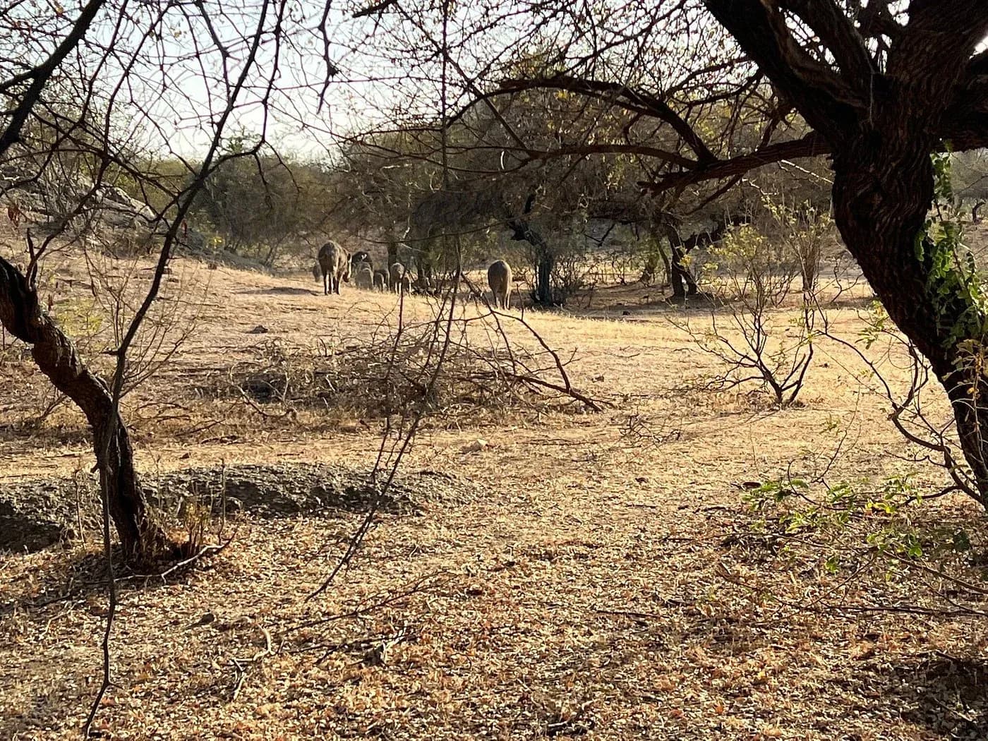 Jawai Jungle Safari