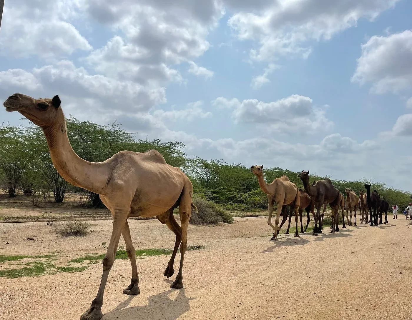 Camel Riding in jawai