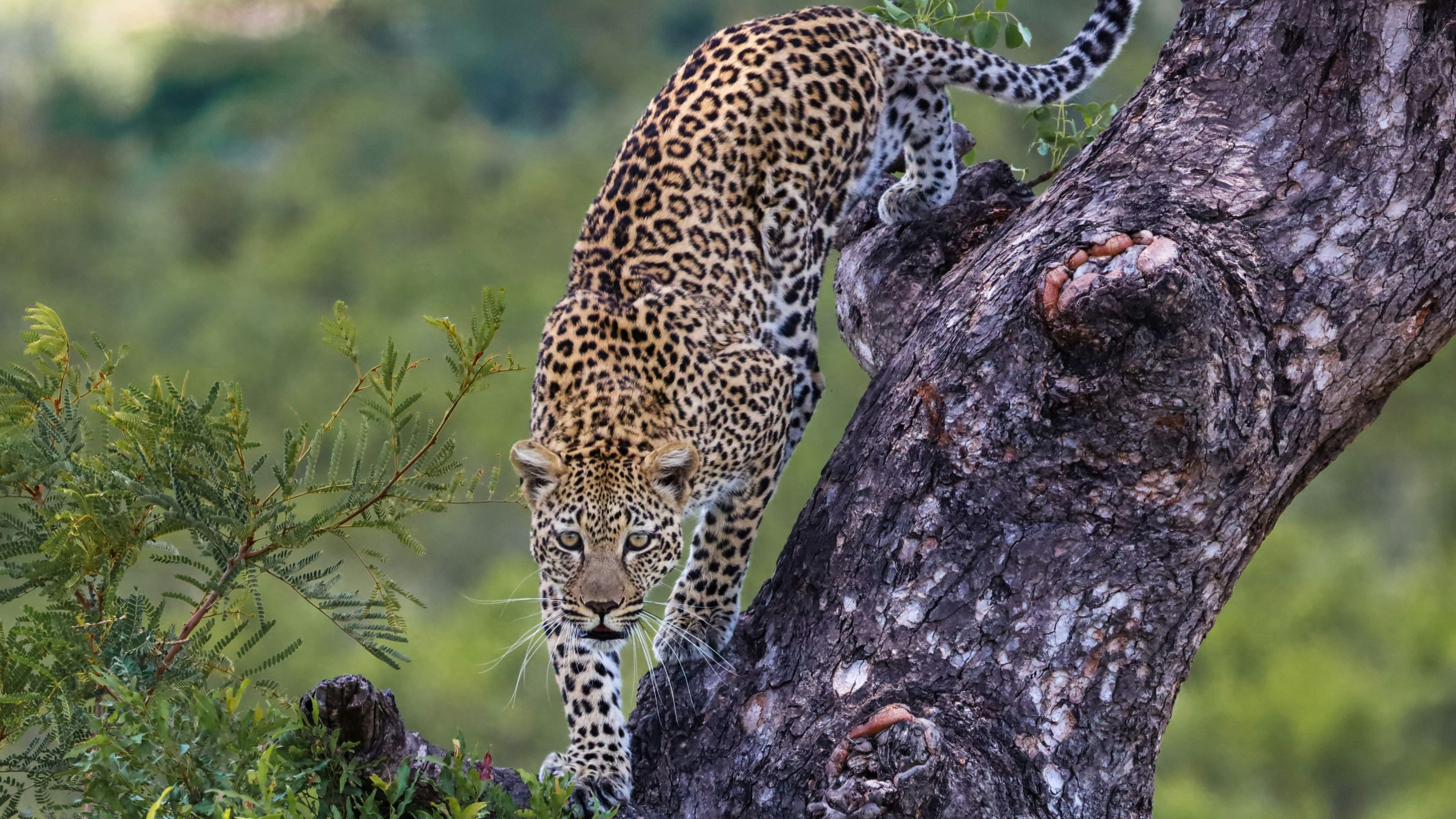 Jawai Leopard Safari