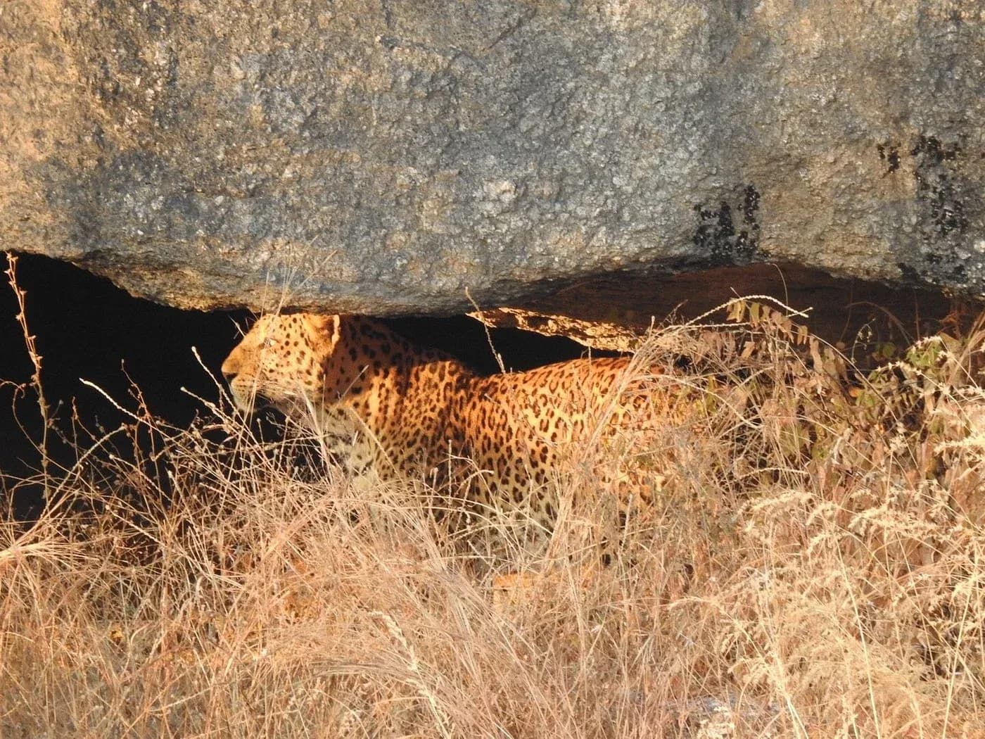 Jawai Jungle Safari