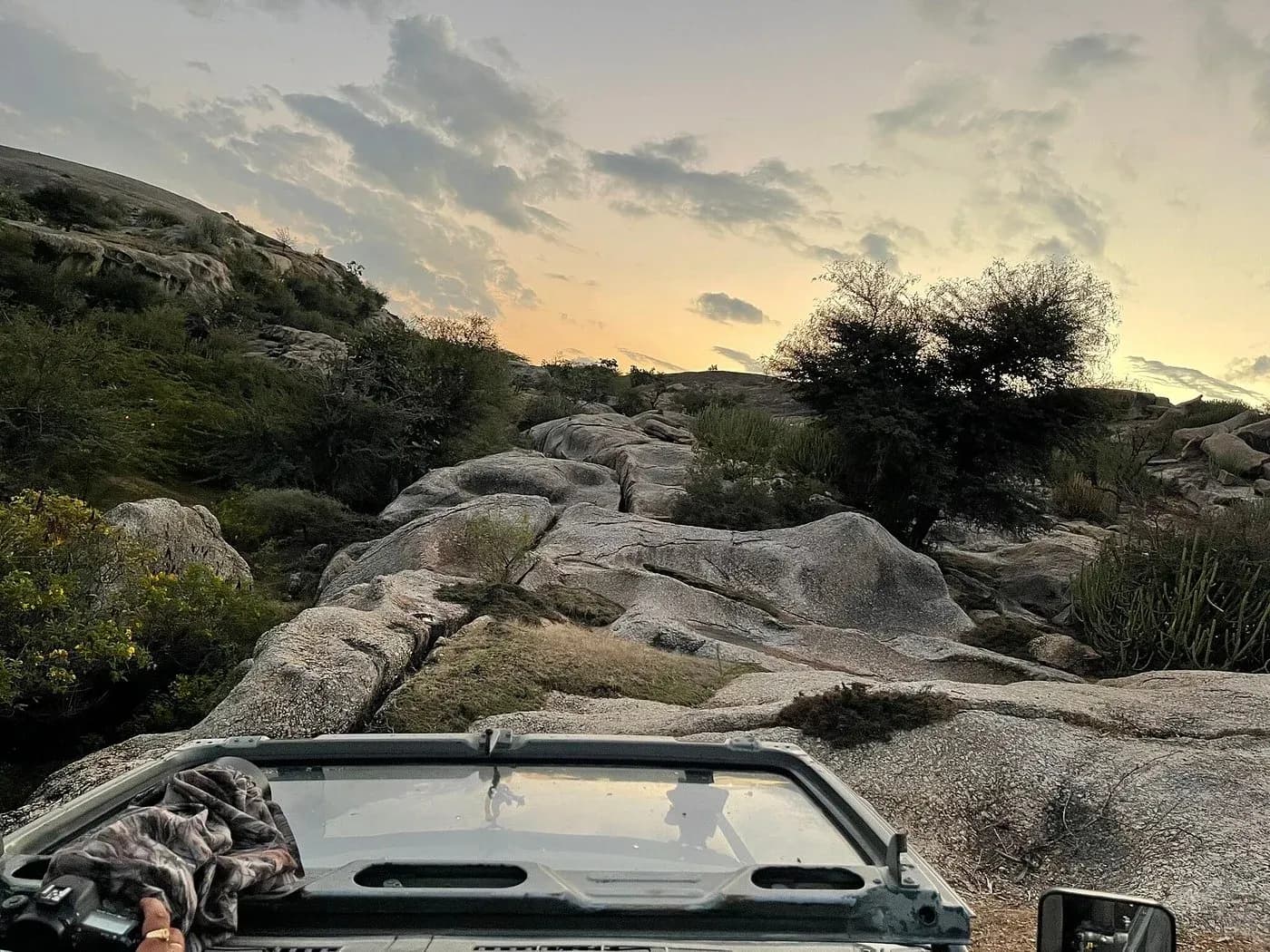 Sunset Leopard Safari