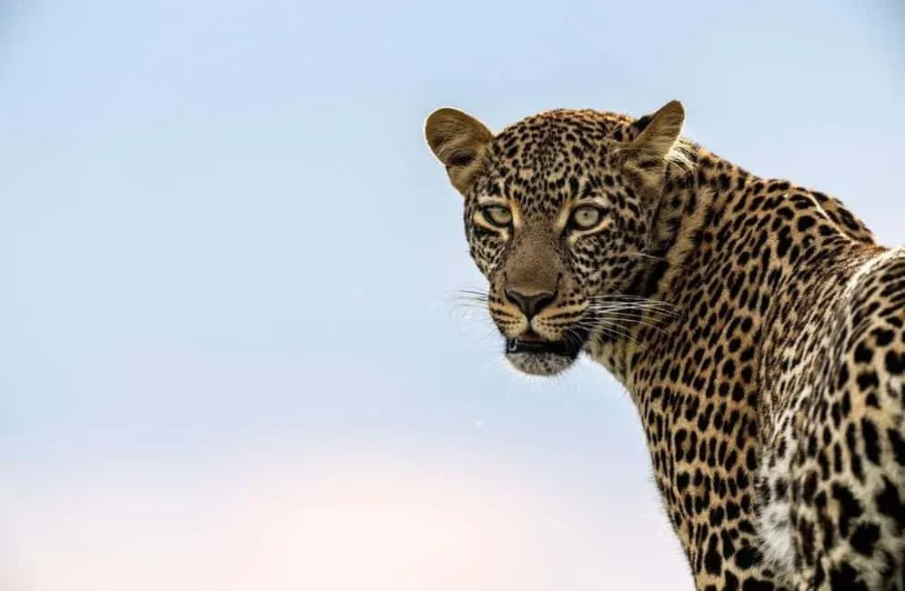WildLife Photography